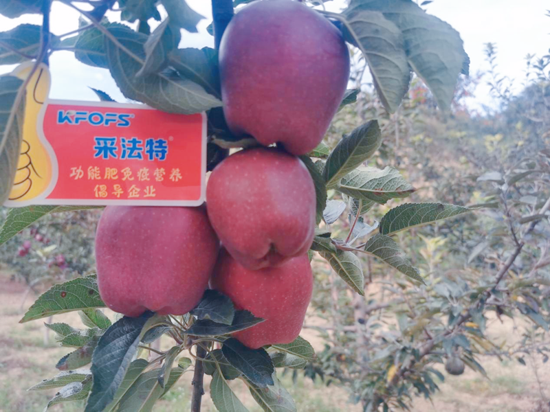 蘋果用采法特水溶肥效果怎么樣？