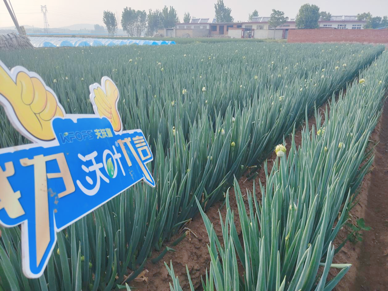 大蔥用沃葉水溶肥效果好不好？