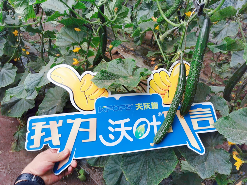 水溶肥效果怎么樣？