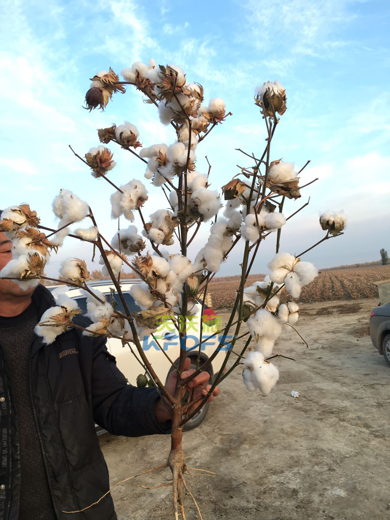 水溶肥效果哪家好？聽王大哥說