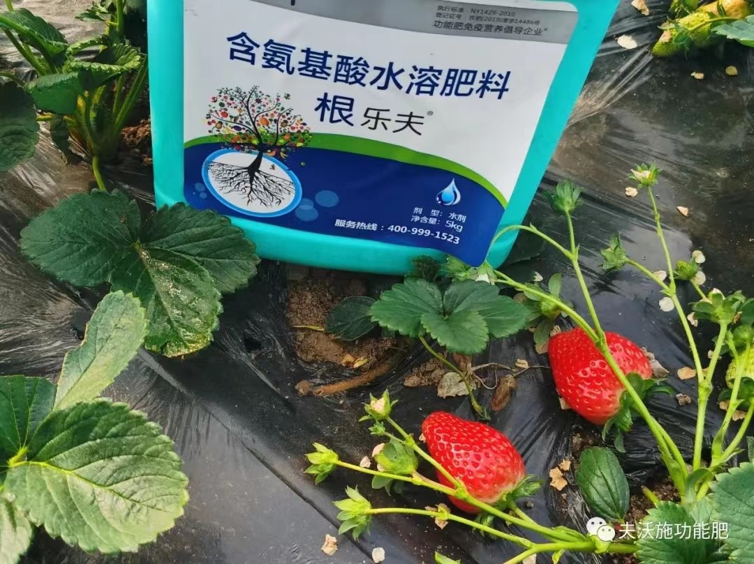 生根劑用在草莓上效果怎么樣？