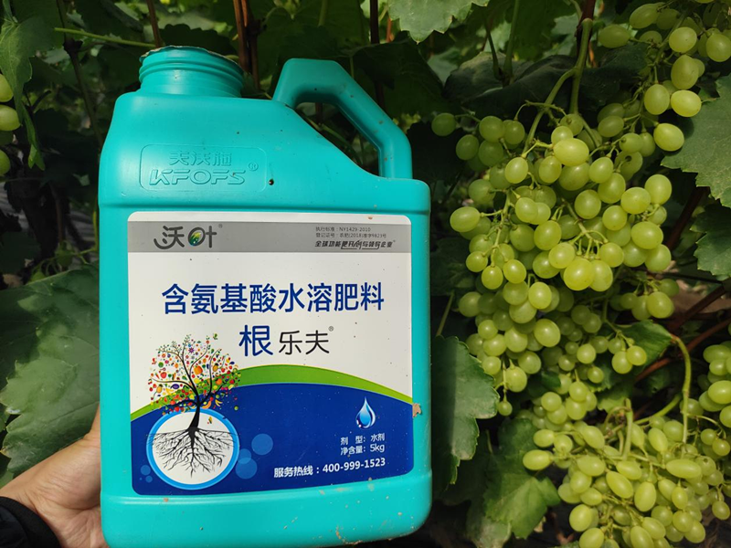 水溶肥-寧夏維多利亞葡萄用根樂夫1.png