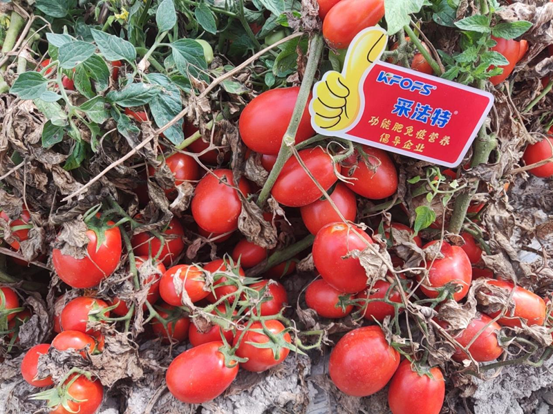 水溶肥用在番茄上，效果看得見