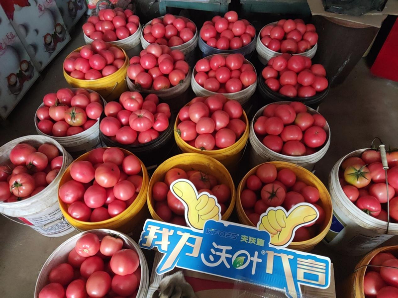 西紅柿結(jié)果后需要施什么肥料？附方案及案例