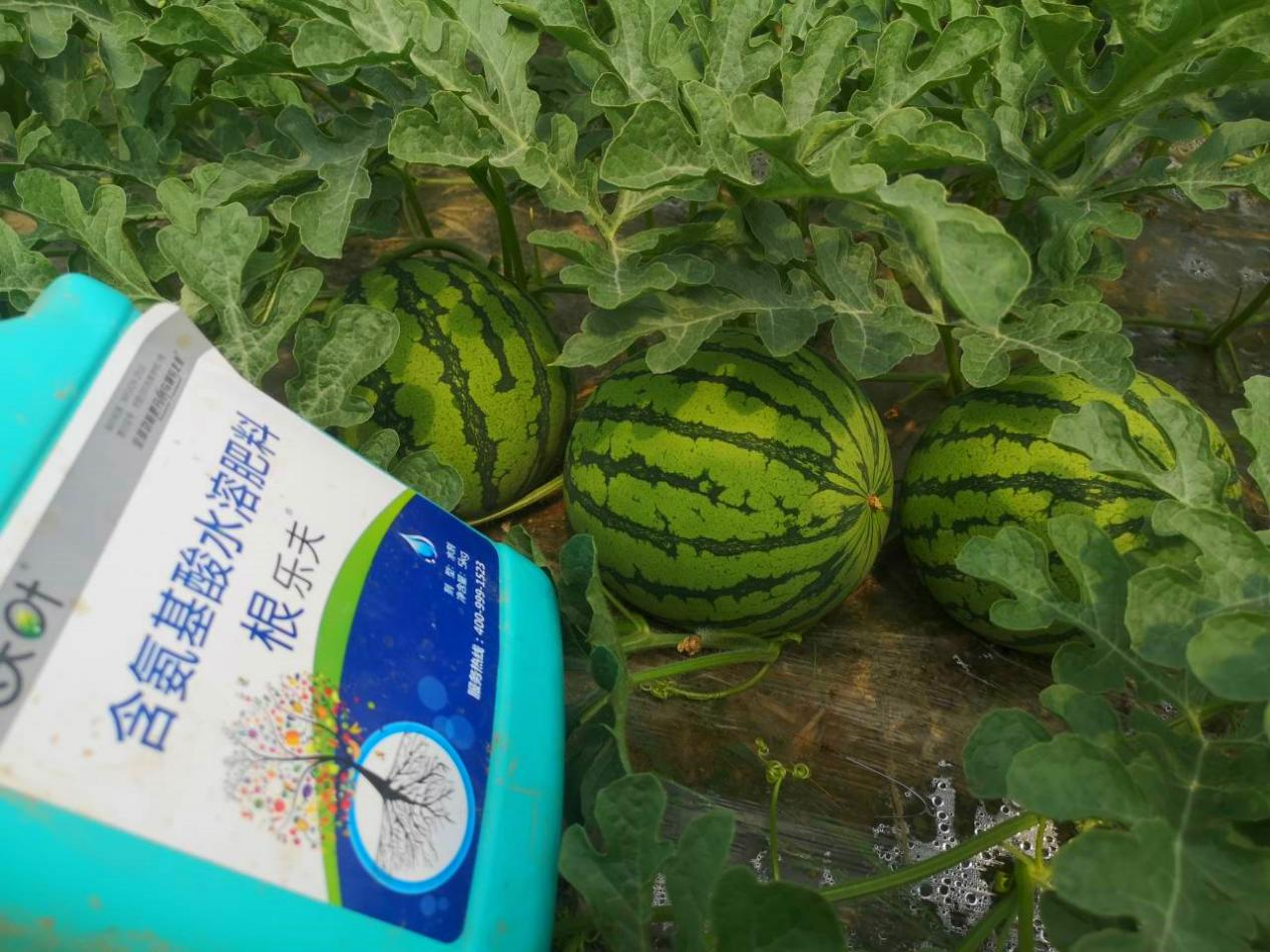 西瓜施肥方法和技術(shù)-沃葉根樂夫.png