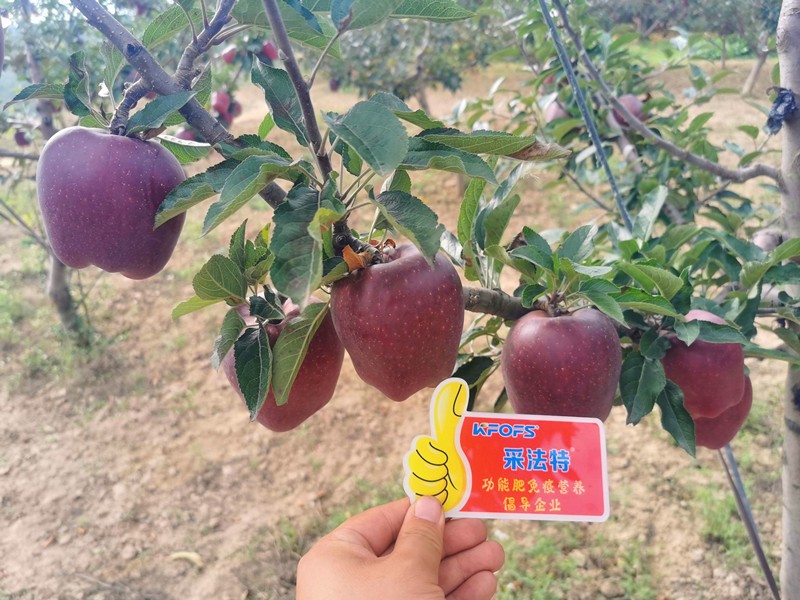 【已用】回訪時(shí)間：2022年9月24日，地址：天水秦安使用產(chǎn)品 沃水寶，采法特大量元素，回訪作物： 花牛使用效果：地老板使用產(chǎn)品兩次，整體坐果量非常高，果面光滑，顏色深紅，在周邊都屬于優(yōu)質(zhì)果 (11).jpg