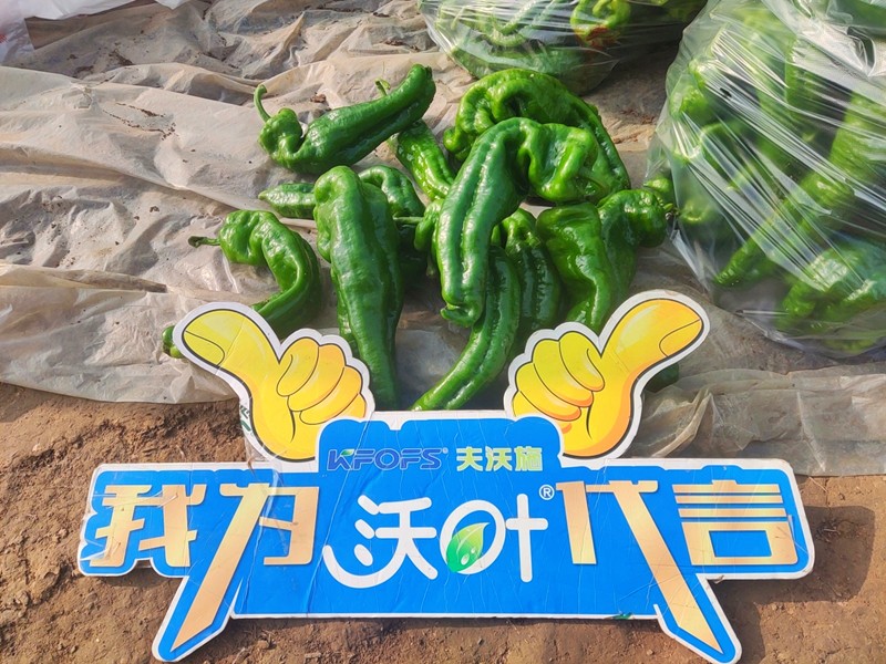 【已用】回訪時間：2022年11月20日，回訪地址：河南省永城產(chǎn)品：沃葉顆粒肥，回訪作物：辣椒使用效果：農(nóng)戶使用夫沃施沃葉顆粒肥長勢旺盛，開花多，結(jié)果量大，一個辣椒就重達(dá)半斤重 (10).jpg