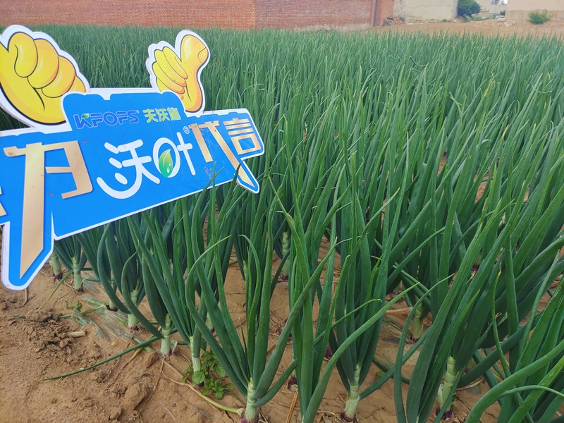 【已用】回訪時(shí)間：2022年5月17日，回訪地址：河北秦皇島撫寧，回訪作物：洋蔥使用產(chǎn)品：沃葉微生物菌劑沃葉顆粒肥高鉀，回訪效果 植株長(zhǎng)勢(shì)健壯，葉片油綠抗病，沒有干尖黃葉現(xiàn)象，莖桿粗壯，膨果速度快 (3).jpg