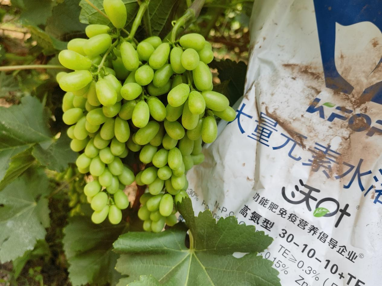 葡萄轉色期用什么肥料好？附克倫生轉色方案