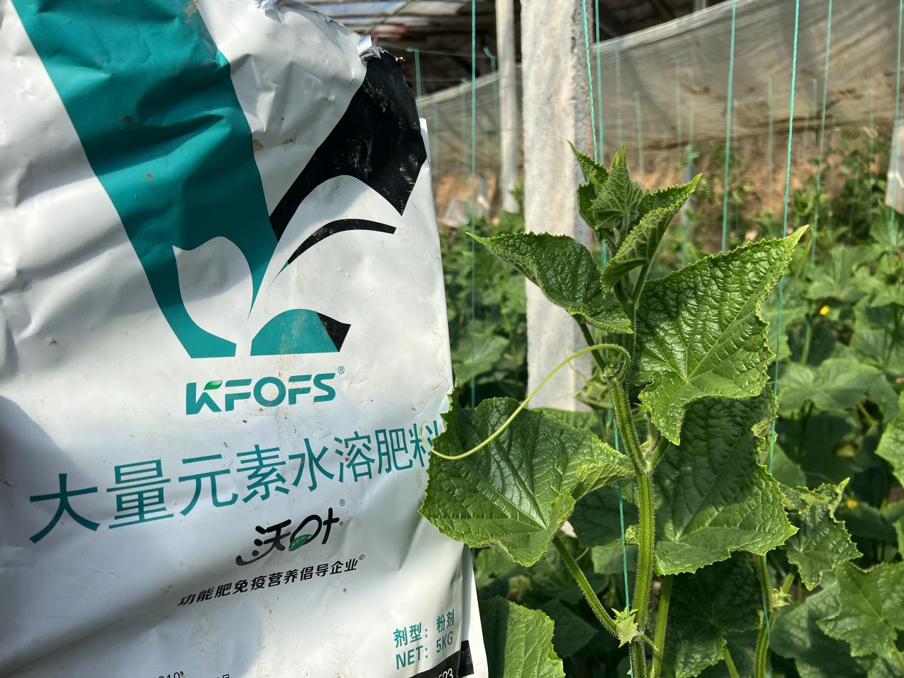 水溶肥如何調(diào)理黃瓜條直黑亮下瓜快？