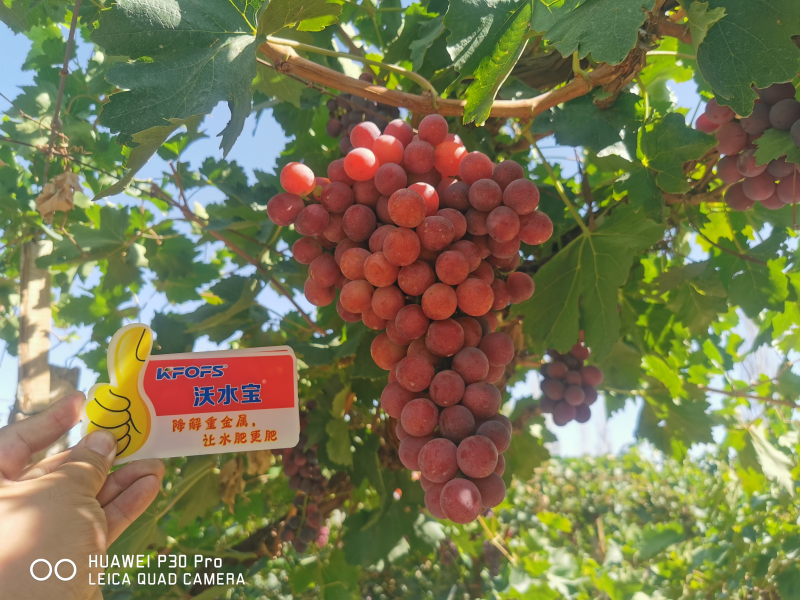 葡萄種植用什么肥好？唐大姐案例告訴你