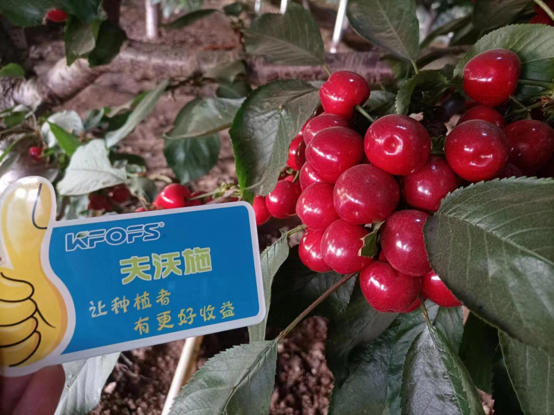 櫻桃施什么肥最大最甜？案例告訴你