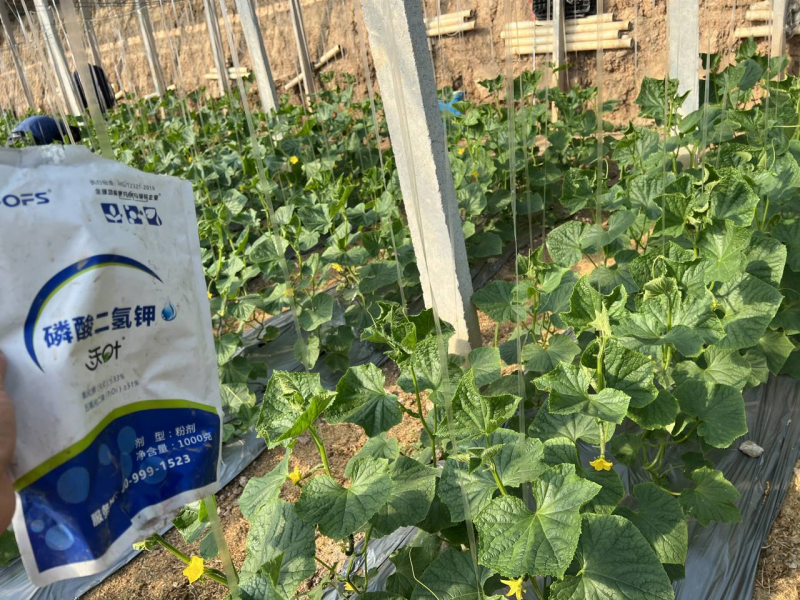 磷酸二氫鉀哪家好？趙大哥推薦沃葉