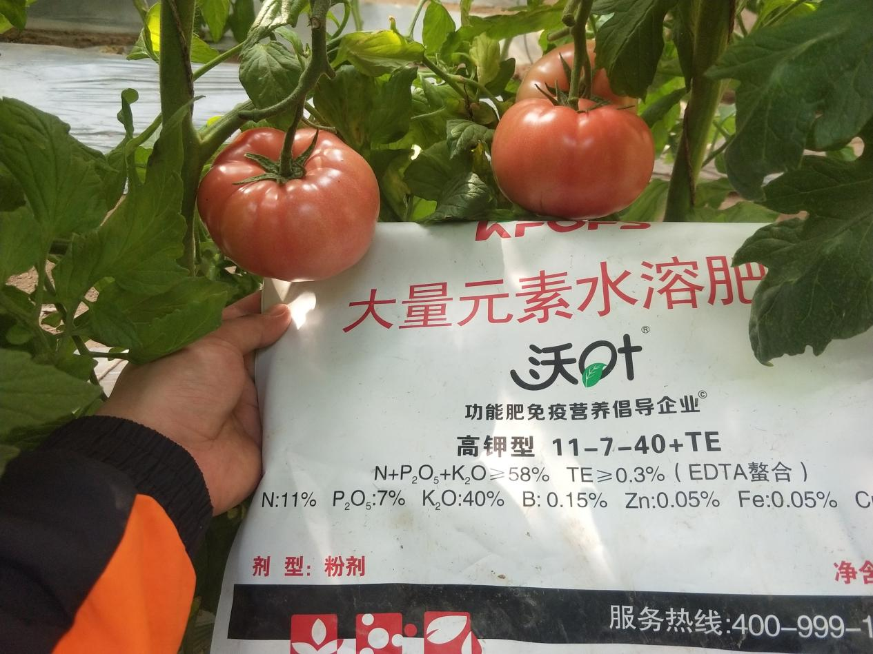 西紅柿用什么肥料比較好？