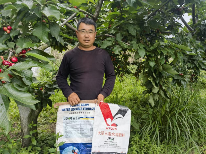 櫻桃月子肥用什么肥料好-沃葉水溶肥大櫻桃.png