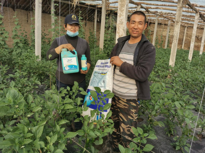 蔬菜施什么肥長得快又好？專業(yè)分析