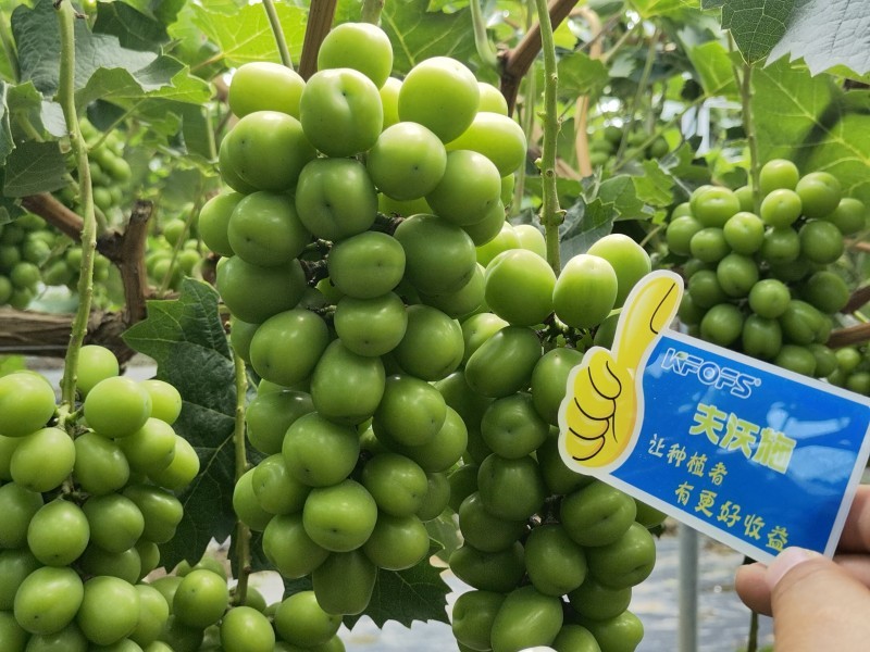 【已用】2022年7月21日，回訪地址：江蘇鹽城使用產(chǎn)品沃水寶粉劑，回訪作物：陽光玫瑰使用效果：使用沃水寶粉劑陽光果粒均勻糖度高，穗型緊湊，膨果均勻，沒有大小?，F(xiàn)象，單果粒重量以經(jīng)達(dá)到16克 (5).jpg