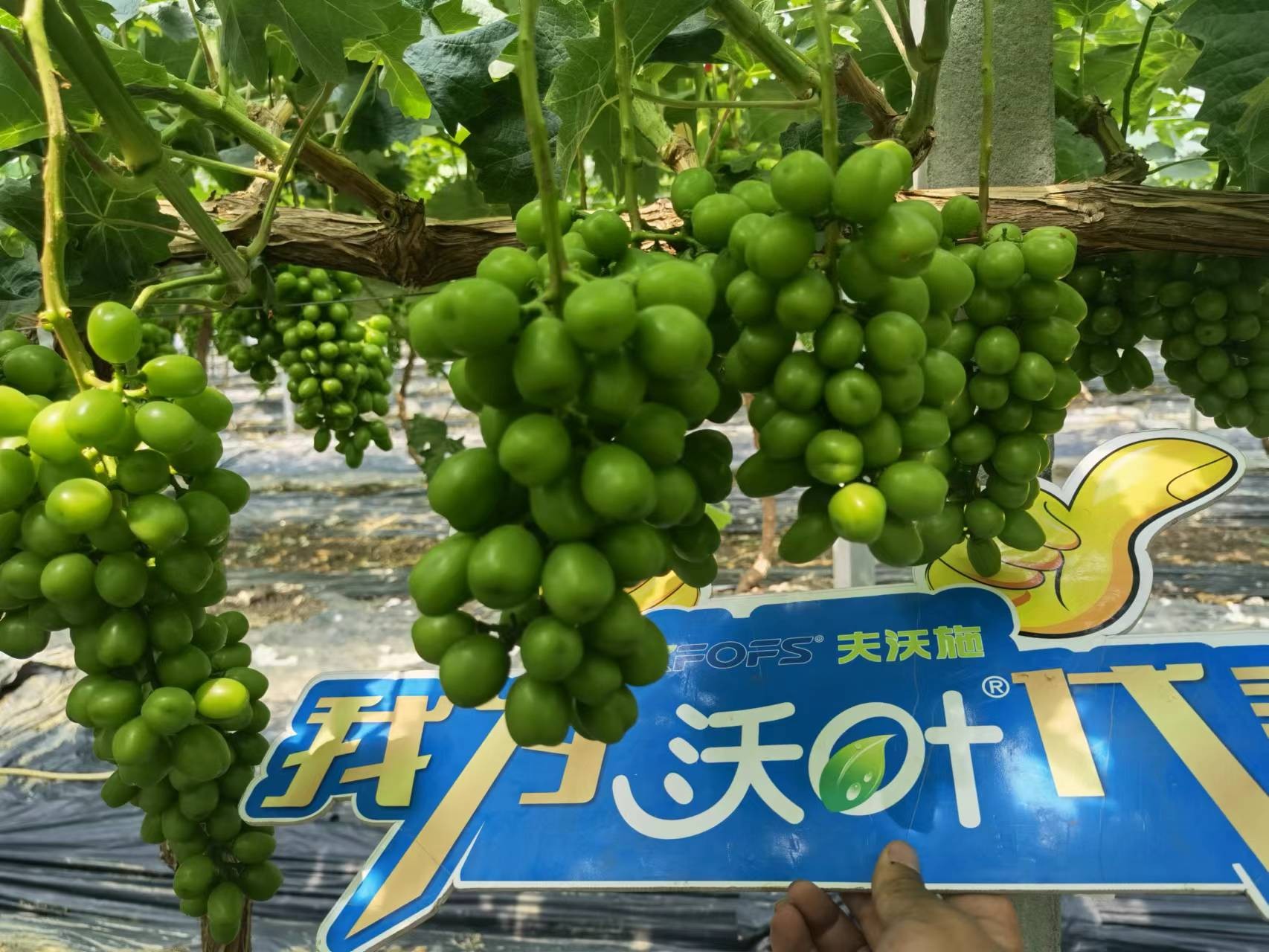 回訪時間：2022年6月26日，回訪地址：江蘇鹽城大豐使用產(chǎn)品：沃葉整套系列產(chǎn)品，回訪作物： 陽光玫瑰使用效果：全程使用沃葉陽光玫瑰，樹勢健壯，葉片寬大濃綠、肥厚。果穗漂亮，預(yù)計畝產(chǎn)6000斤。 (9).jpg