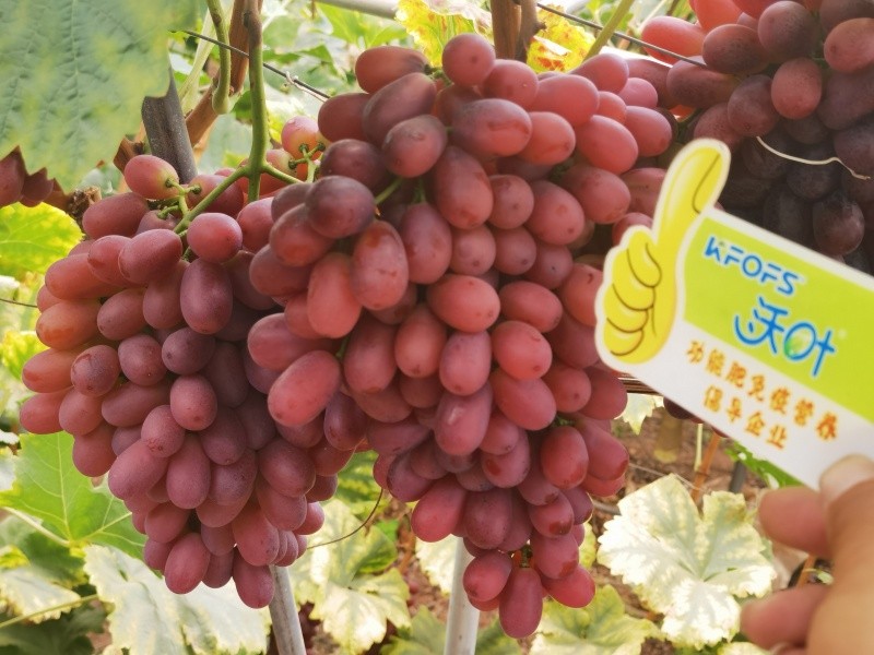 葉面肥的4個(gè)使用技巧你知道嗎？