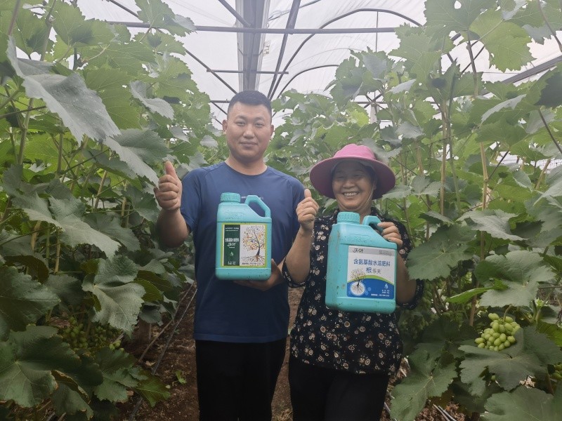 水溶肥在葡萄膨大期怎么用？