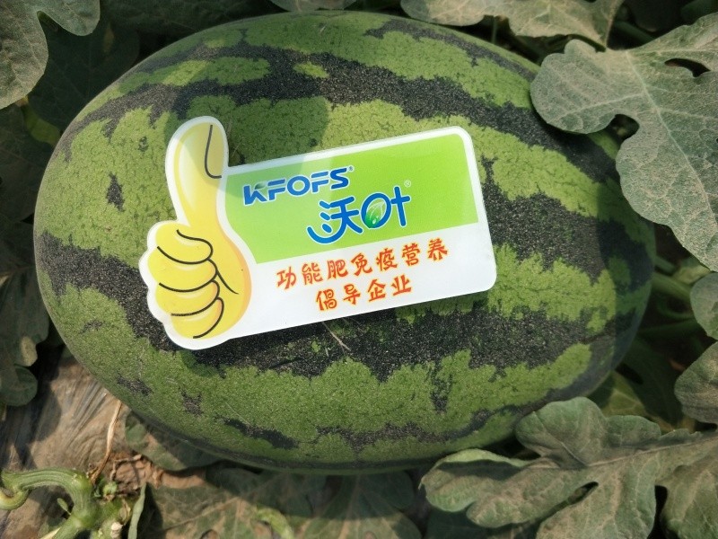 水溶肥,西瓜增產的秘訣