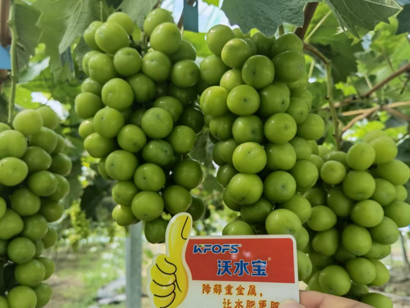 葡萄小苗如何施肥？