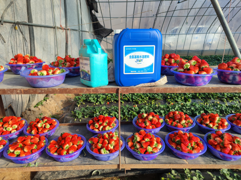 草莓專用水溶肥有哪些？好不好？