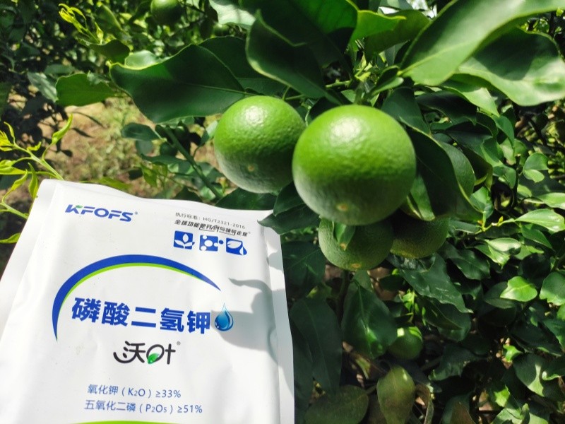 水溶肥—柑橘提高品質(zhì)的秘笈