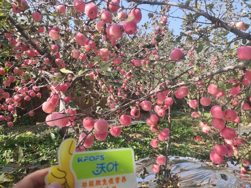 葉面肥哪款好？