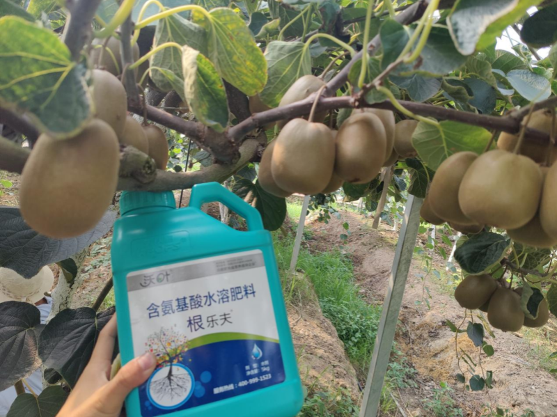 如何施肥讓果實快速膨大&mdash;獼猴桃用沃葉根樂夫效果.png