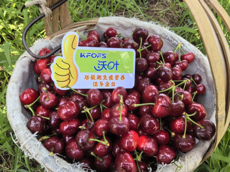 有機(jī)水溶肥是什么肥料？