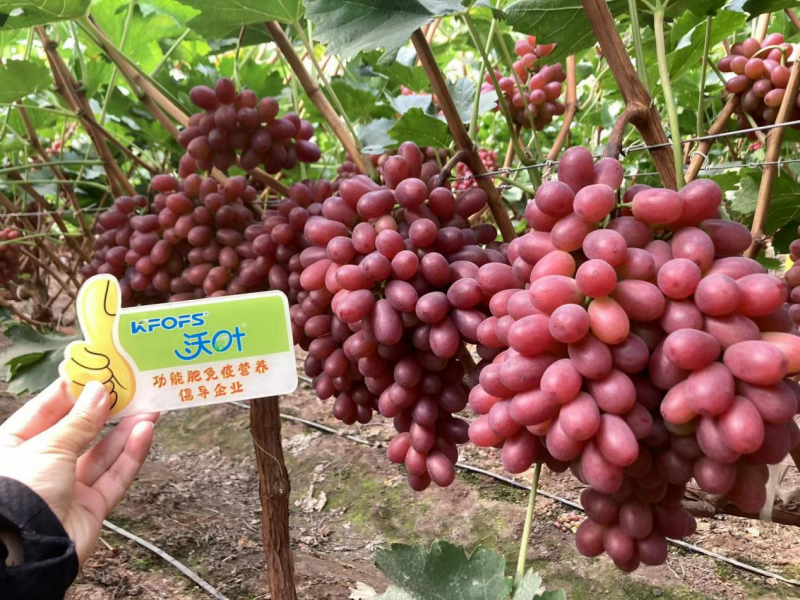 葡萄轉(zhuǎn)色期用什么肥料好？且看這篇