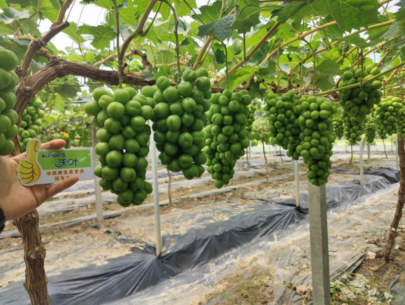 陽(yáng)光玫瑰葡萄施肥方案，附詳細(xì)表格