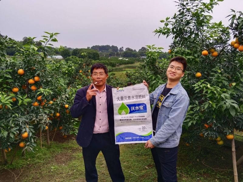 柑橘秋施基肥的作用，總結(jié)歸納三點(diǎn)