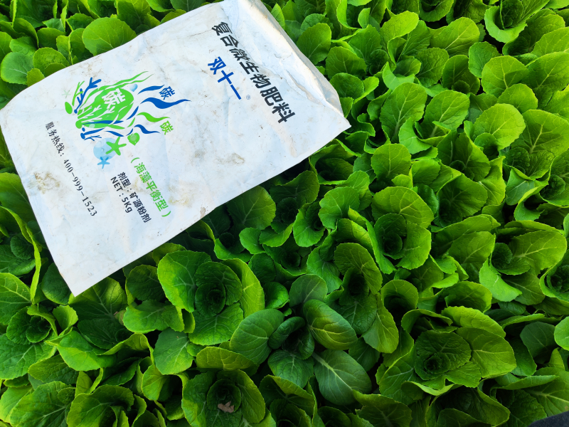 微生物肥料的特點有哪些-雙十一奶白菜.png
