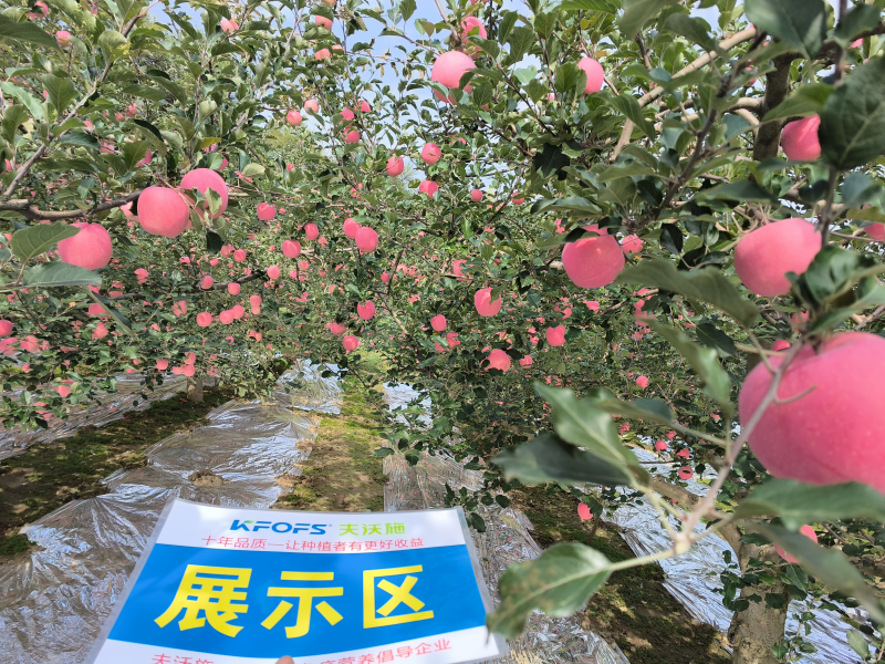 葉面肥什么時候打效果好?