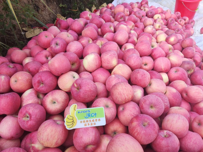 蘋果花葉病毒病怎樣治？預防和調(diào)理