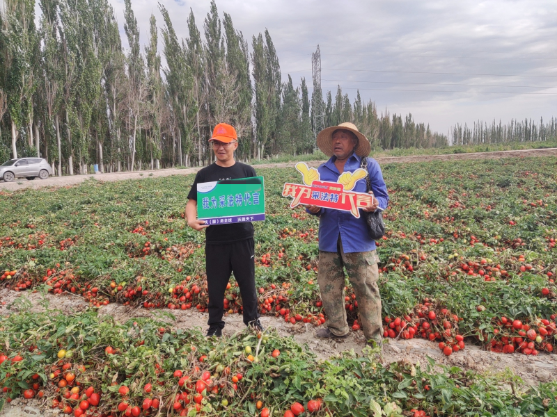 番茄怎么種植？新疆釀醬番茄舉例