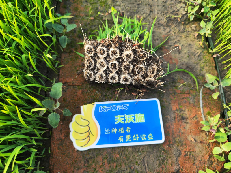 生根劑的正確使用方法，看完漲知識(shí)