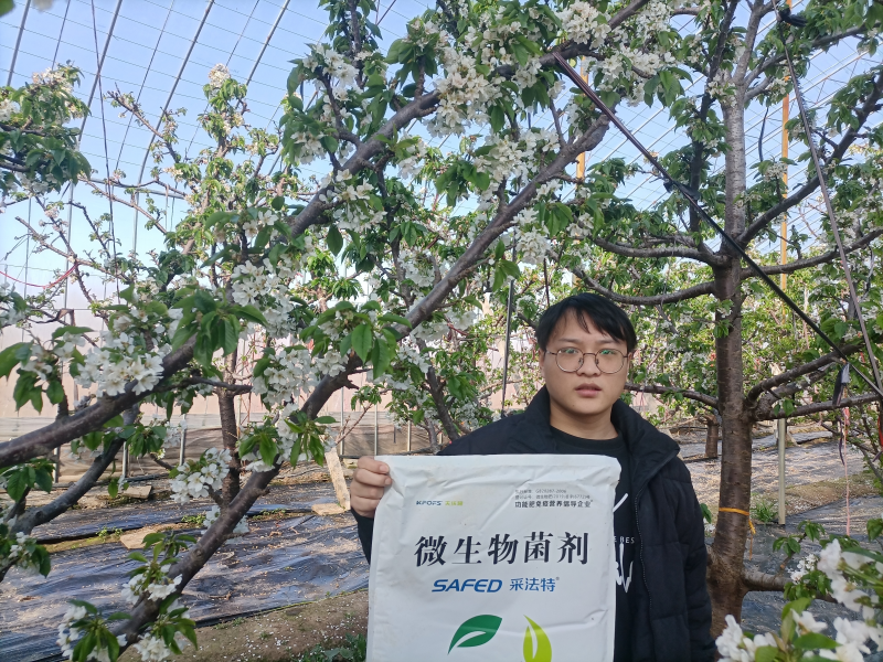 大櫻桃春季施肥方法