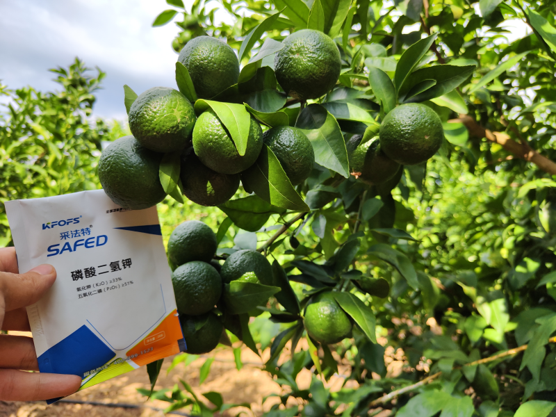 磷酸二氫鉀的作用及使用方法及注意事項-柑橘.png