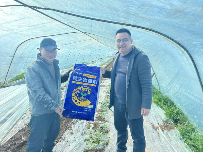 微生物菌劑如何讓西瓜蔓粗蔓長(zhǎng)早留瓜