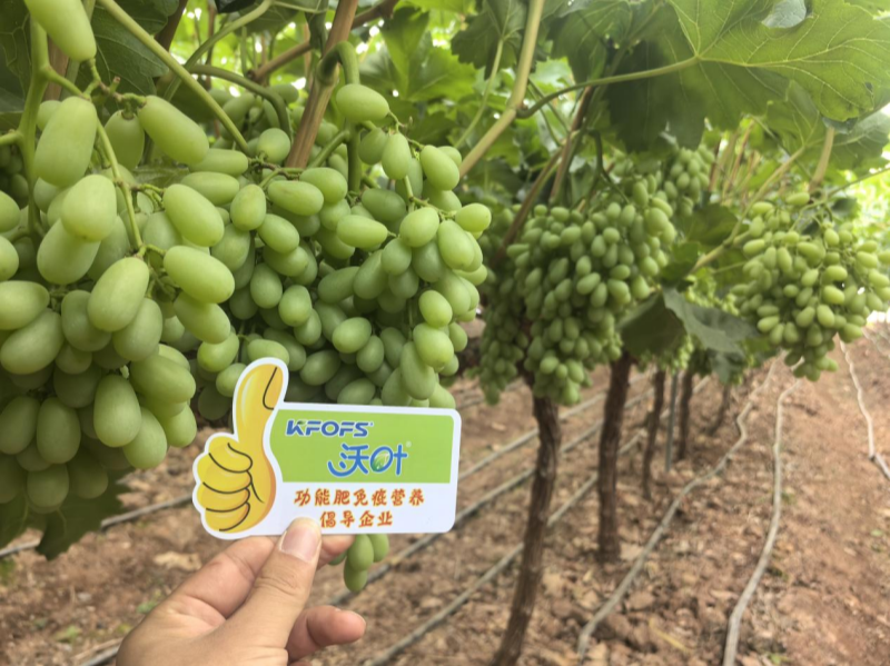 葡萄樹(shù)施什么肥？