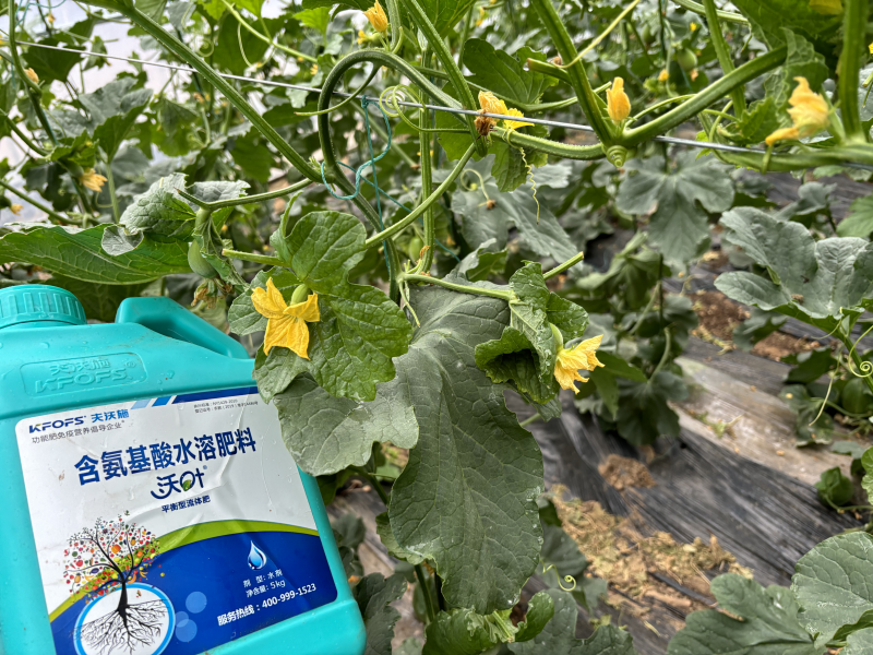 甜瓜施什么肥料最好-甜瓜用沃葉水溶肥效果、.png