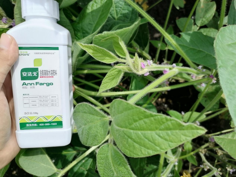除草劑藥害如何解決和預(yù)防-大豆用安法戈效果.png