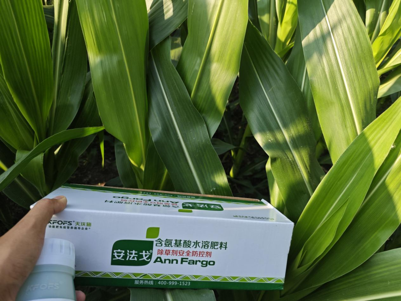 除草劑藥害如何解決和預(yù)防-玉米用安法戈效果.png