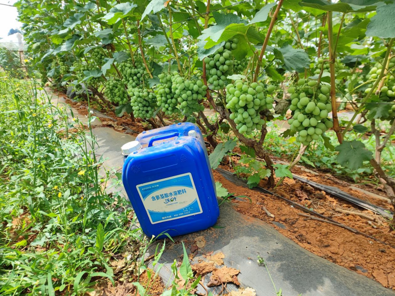 葡萄采收后施什么肥好&mdash;紅提用沃葉水溶肥效果.png