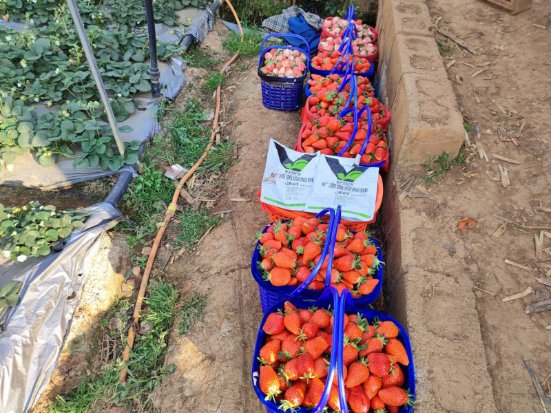 草莓施肥用什么肥料好？