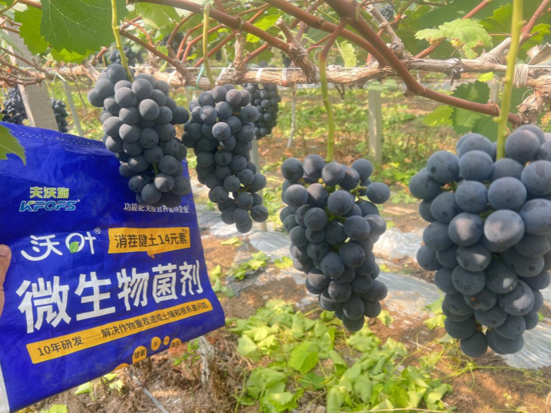 果樹秋施肥是金，科學(xué)施用底肥，解決土壤根系頑疾