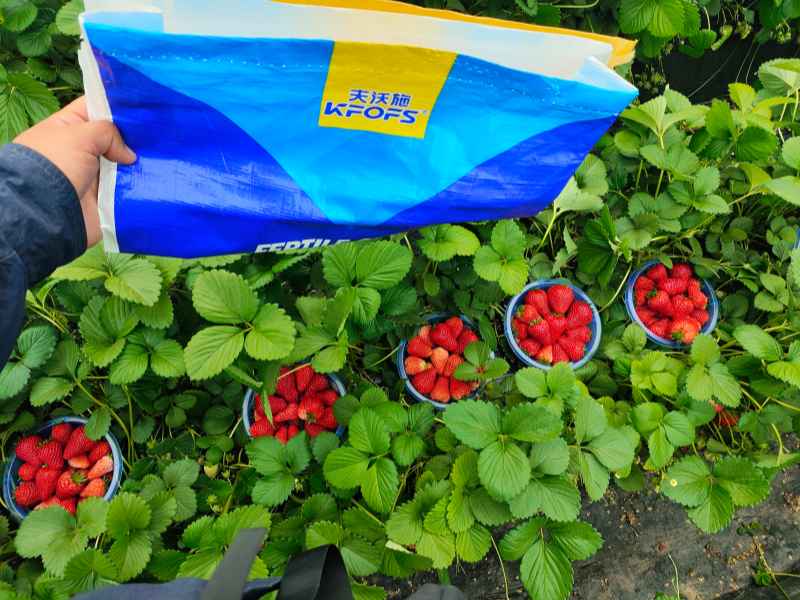 草莓各個時期的施肥方案